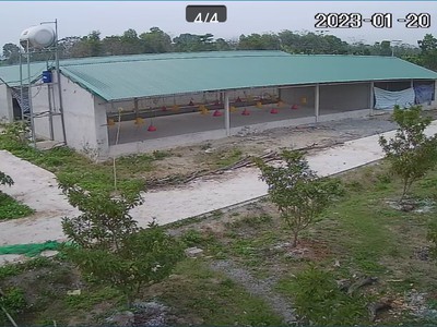Nhượng trang trại 3,5 ha đang cho thu hoạch tại yên định  thanh hóa 8 tỷ 3