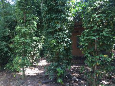 Cho thuê pjongf khép kín chính chủ t2 7046