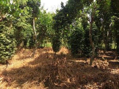 Cho thuê pjongf khép kín chính chủ t2 7050