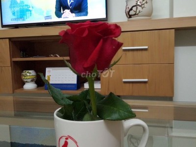 Cho thuê pjongf khép kín chính chủ t2 10363