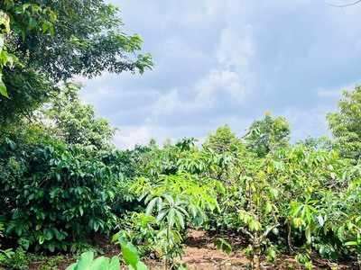 Chính chủ cần bán mảnh đất tại ea kao, thành phố buôn ma thuột, đắk lắk 0