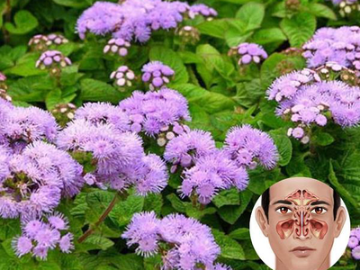 Bài thuốc hoa ngũ sắc chữa viêm xoang hiệu quả 0