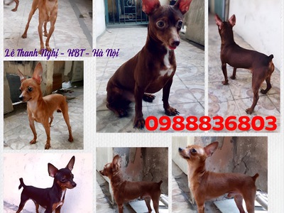 Nhận phối giống Fox Hươu mini . 0