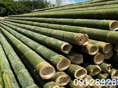 Bán sỉ cây tre cho công trình 0
