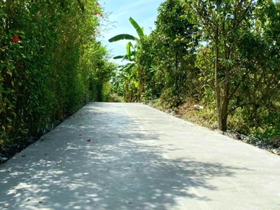 Bán vườn bưởi 1005m2, có sẵn nhà cấp 4, đường bê tông, sổ sẵn. 1