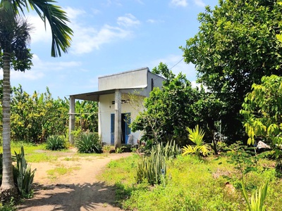 Bán vườn bưởi 1005m2, có sẵn nhà cấp 4, đường bê tông, sổ sẵn. 3