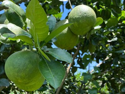 Bán vườn bưởi 1005m2, có sẵn nhà cấp 4, đường bê tông, sổ sẵn. 0