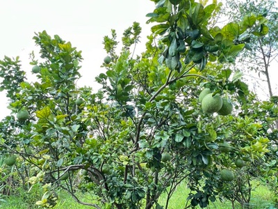 Bán vườn bưởi 1005m2, có sẵn nhà cấp 4, đường bê tông, sổ sẵn. 2