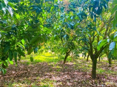 Vườn xoài 2188m2, mặt tiền 39m, đường lộ giới 16m, SHR 0