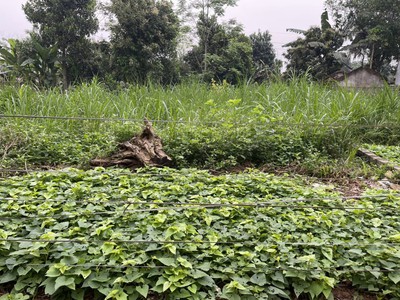 Nhanh tay sở hữu nay lô đất cực đẹp, dt: 200m, mặt tiền 8m chủ cắt lỗ giá chưa tới 2 tỷ 0