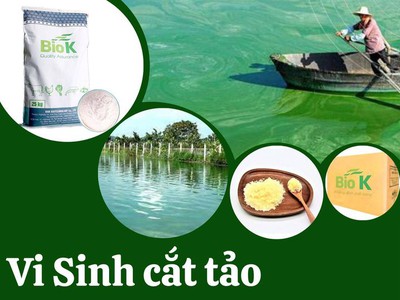 Vi sinh cắt tảo Biok:giúp cắt tảo hiệu quả, hạn chế tảo tái xuất hiện 0