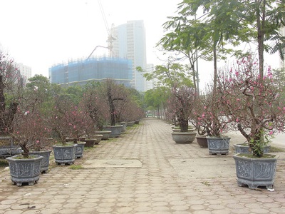 Bán lô đất biệt thự vườn đào d5 tây hồ, 252m2, lô góc 2 mặt tiền, giá thỏa thuận 0