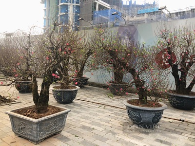 Bán lô đất biệt thự vườn đào d5 tây hồ, 252m2, lô góc 2 mặt tiền, giá thỏa thuận 1