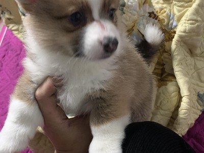 Corgi thuần chủng 2 tháng 2