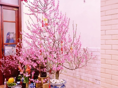 Cần tìm thuê bằng bs RHM 492