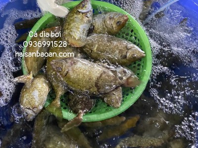 Cần tìm thuê bằng bs RHM 1403