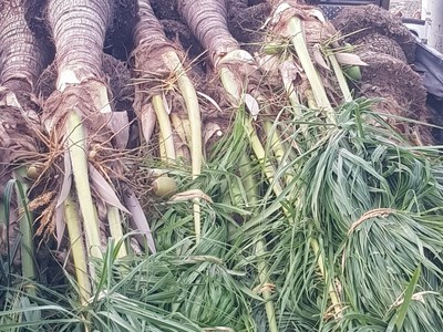 Cần tìm thuê bằng bs RHM 753