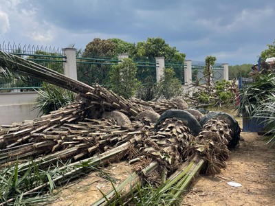 Cần tìm thuê bằng bs RHM 755