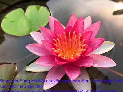 Bán hoa Súng Thái Lan , Mỹ ,Úc ,Nhật Bản 120 màu sắc rực rỡ có hương thơm thanh khiết tại Hà Nội 0