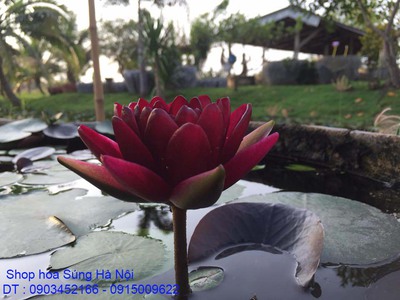 Bán hoa Súng Thái Lan , Mỹ ,Úc ,Nhật Bản 120 màu sắc rực rỡ có hương thơm thanh khiết tại Hà Nội 4