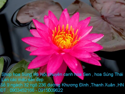 Bán hoa Súng Thái Lan , Mỹ ,Úc ,Nhật Bản 120 màu sắc rực rỡ có hương thơm thanh khiết tại Hà Nội 2