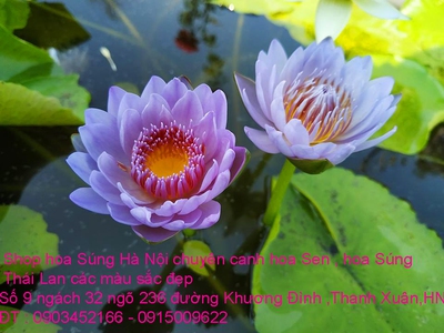 Bán hoa Súng Thái Lan , Mỹ ,Úc ,Nhật Bản 120 màu sắc rực rỡ có hương thơm thanh khiết tại Hà Nội 1