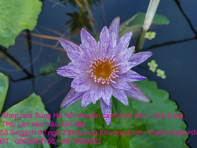 Bán hoa Súng Thái Lan , Mỹ ,Úc ,Nhật Bản 120 màu sắc rực rỡ có hương thơm thanh khiết tại Hà Nội 5