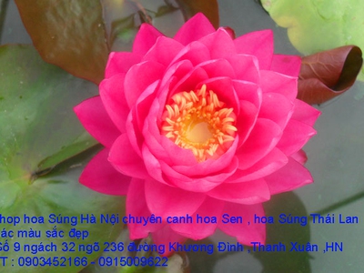 Bán hoa Súng Thái Lan , Mỹ ,Úc ,Nhật Bản 120 màu sắc rực rỡ có hương thơm thanh khiết tại Hà Nội 3