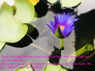 Bán hoa Súng Thái Lan , Mỹ ,Úc ,Nhật Bản 120 màu sắc rực rỡ có hương thơm thanh khiết tại Hà Nội 6