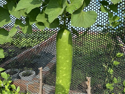 Đất vườn nhơn trạch - lánh xa phố thị cho nhu cầu nghỉ dưỡng vườn tược. 0