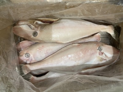 Cá bò da làm sạch cung cấp nhà hàng quán nhậu 1
