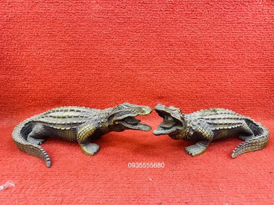 Giao lưu đôi cá sấu đồng đúc 0