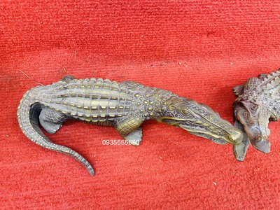 Giao lưu đôi cá sấu đồng đúc 1