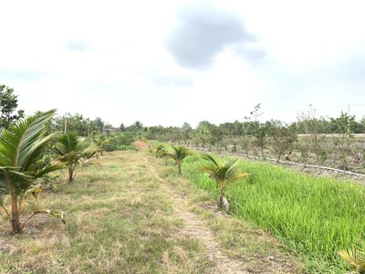 Bán 4 công đất có nhà cấp 4 tại ấp 2, xã Tân Lập 1, H.Tân Phước, Tiền Giang. 1