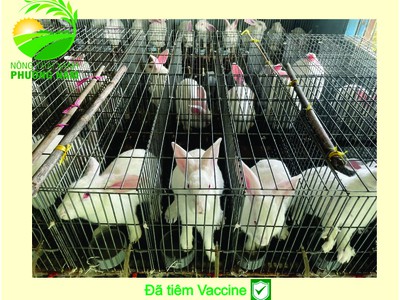 Nông Trại Xanh Phương Nam chuyên cung cấp Thỏ Newzealand giống và hậu bị các loại 0