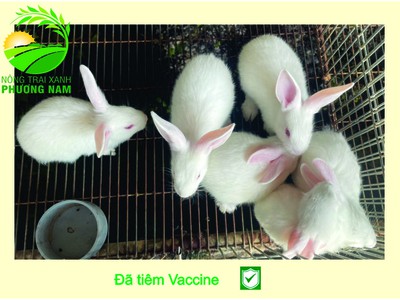 Nông Trại Xanh Phương Nam chuyên cung cấp Thỏ Newzealand giống và hậu bị các loại 8