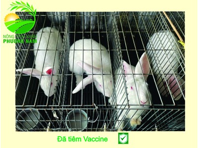 Nông Trại Xanh Phương Nam chuyên cung cấp Thỏ Newzealand giống và hậu bị các loại 9
