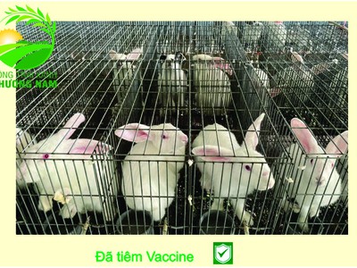 Nông Trại Xanh Phương Nam chuyên cung cấp Thỏ Newzealand giống và hậu bị các loại 11