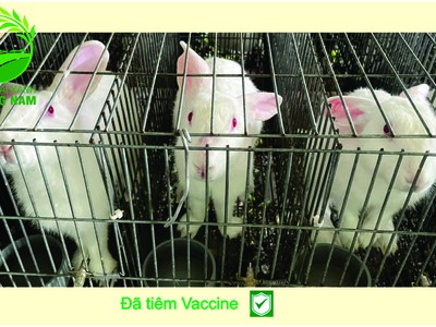 Nông Trại Xanh Phương Nam chuyên cung cấp Thỏ Newzealand giống và hậu bị các loại 12