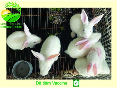 Nông Trại Xanh Phương Nam chuyên cung cấp Thỏ Newzealand giống và hậu bị các loại 13