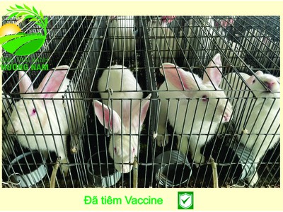 Nông Trại Xanh Phương Nam chuyên cung cấp Thỏ Newzealand giống và hậu bị các loại 14