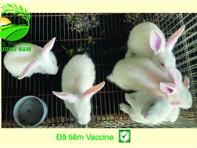 Nông Trại Xanh Phương Nam chuyên cung cấp Thỏ Newzealand giống và hậu bị các loại 16
