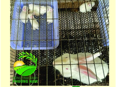 Nông Trại Xanh Phương Nam chuyên cung cấp Thỏ Newzealand giống và hậu bị các loại 17