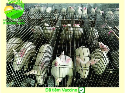 Nông Trại Xanh Phương Nam chuyên cung cấp Thỏ Newzealand giống và hậu bị các loại 1
