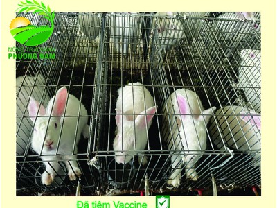Nông Trại Xanh Phương Nam chuyên cung cấp Thỏ Newzealand giống và hậu bị các loại 2