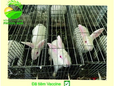 Nông Trại Xanh Phương Nam chuyên cung cấp Thỏ Newzealand giống và hậu bị các loại 3