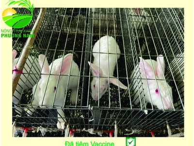 Nông Trại Xanh Phương Nam chuyên cung cấp Thỏ Newzealand giống và hậu bị các loại 5