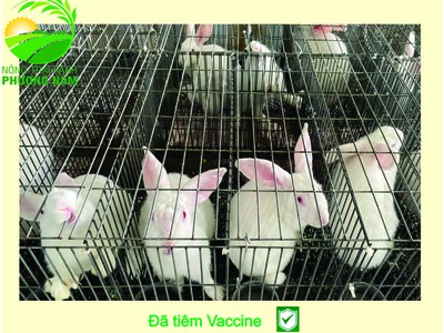 Nông Trại Xanh Phương Nam chuyên cung cấp Thỏ Newzealand giống và hậu bị các loại 6