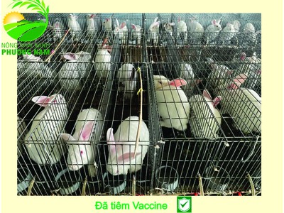 Nông Trại Xanh Phương Nam chuyên cung cấp Thỏ Newzealand giống và hậu bị các loại 7