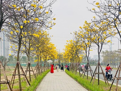 Quỹ căn liền kề cho thuê ở các tiểu khu trong kđt park city hà đông 0